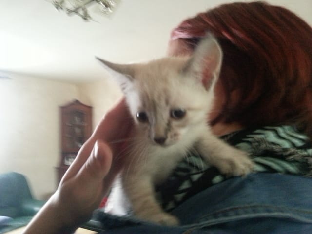 Voilà mon chaton !!