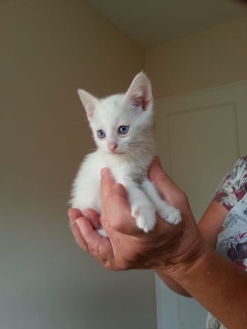 Sondage pour le choix du prénom de mon chaton !