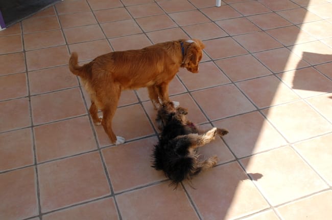 Miska en vacances