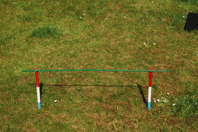 Miska se met à l'agility