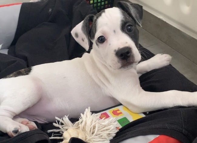 Quelle est la race de mon chien ? (C’est un croisement)