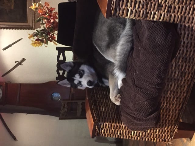 Hommage a mon taïro Husky siberien mort a 8 mois le vendredi 13 février 2015 