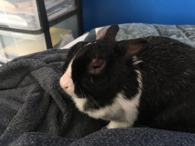 Yeux inquiétants lapin nain