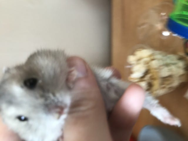 HAMSTER : CROUTE NEZ