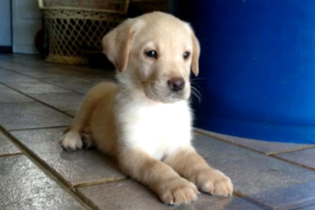 Mon chien s'est fait mordre par un serpent