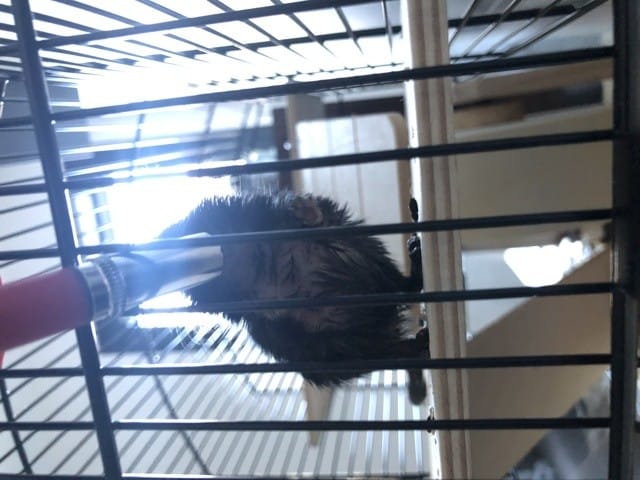 Gerbille se lechant trop souvent