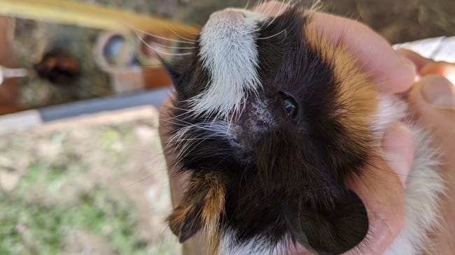 peut il sagir de la teigne ?