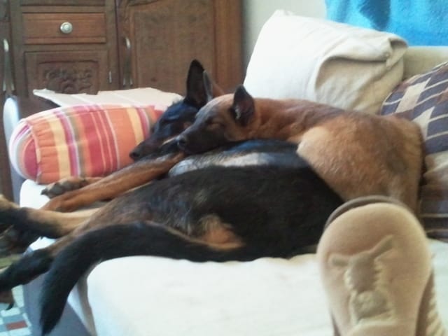 Oslo malinois de 9 mois