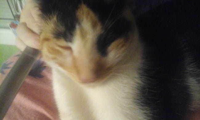 j'ai l'impression que mon chat a le nez applati