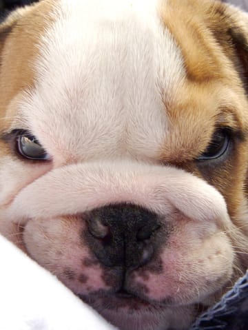 Je présente mon chiot Walter