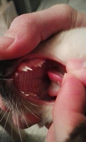 Double canine sur mon chaton