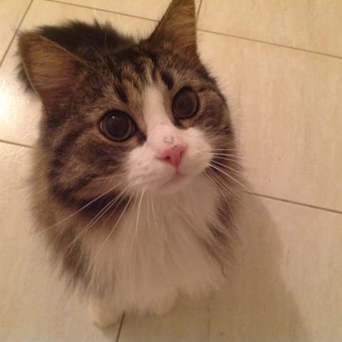 Mon chat a t'il la teigne?