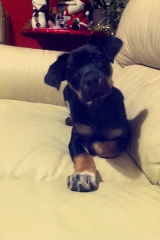 Avec quel race mon chien est croiser ?