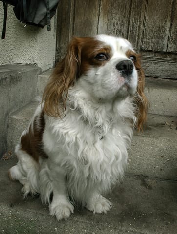 Beau chien Male Cavalier king charles à donner