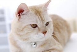 de quelle race est mon chat ?