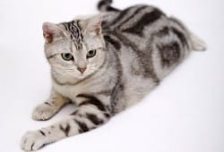 de quelle race sont mes 2 chattes ?