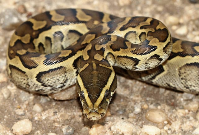 Propriétaires ou passionnés de serpents? Venez les présenter et en parler!