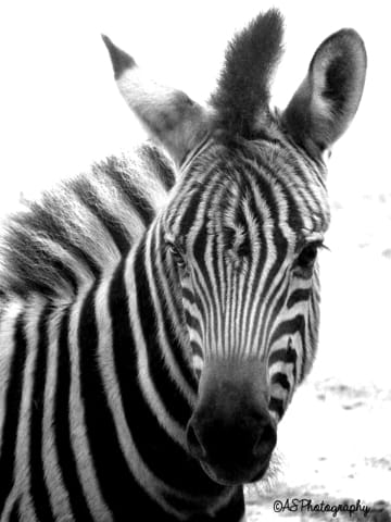 Photographie animalière