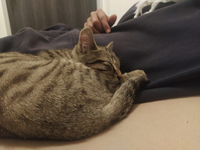 Chat rentré par ma terrasse