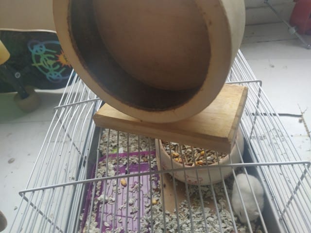 Réparer la roue pour hamster ?