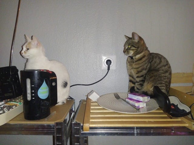 Mes chats ne veulent pas se marier !