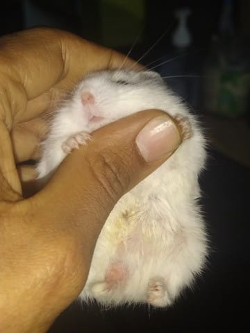 Hamster avec du jaune sur le ventre