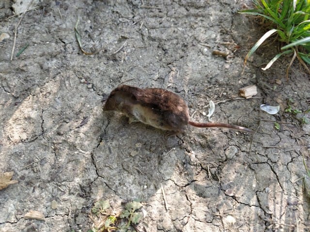 Rongeur mort dans la forêt