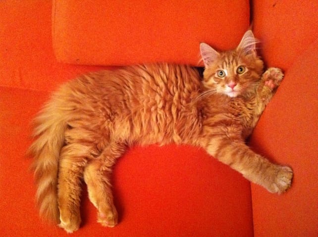 harnais pour mon maine coon