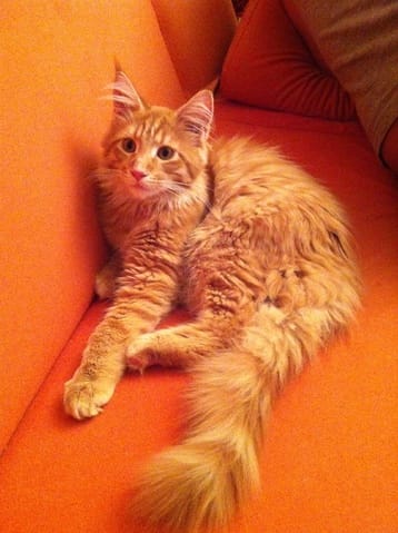 mon maine coon gratte sa gamelle d'eau