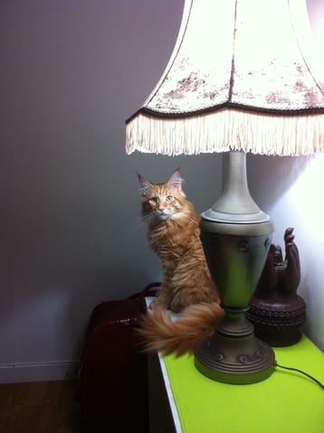 comment couper les poils au derriere de maine coon