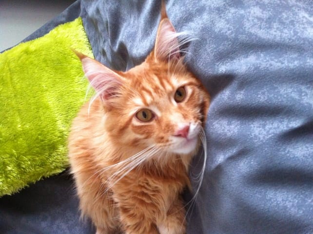 mon loulou fait encore des selle un peu molle