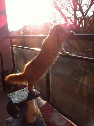 1er sortis sur le balcon