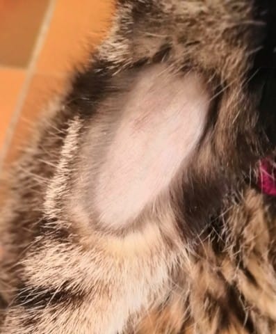 Chat perd ses poils sur la patte, forme ovule et la partie sans poils est lisse