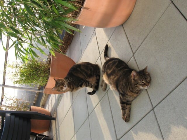 ET SI ON FAISAIT ... UN GRAND ALBUM PHOTOS