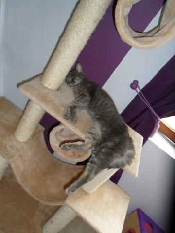 Mon chat souffre t il ?