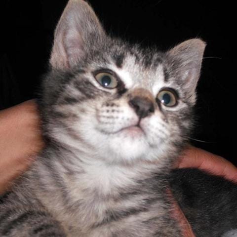 Les animaux de la SPA