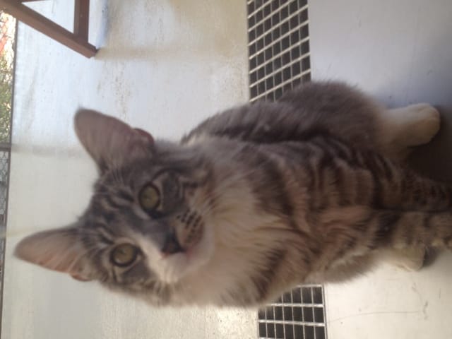 Bonjour, avez vous des animaux