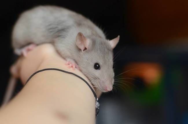 Passez des vacances tranquille je garde votre animal
