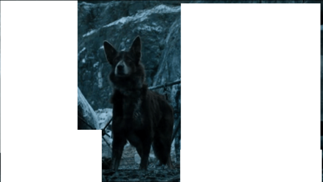 Quel est cette délicieuse race de chien ?