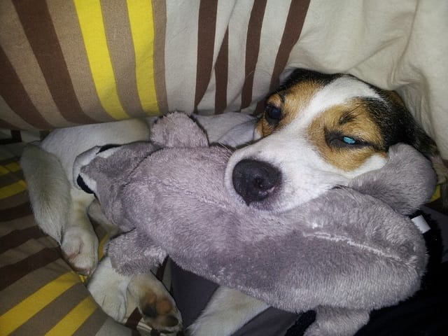 Comportamento strano con il suo "peluche"
