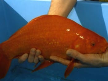 guiness des records animaliers