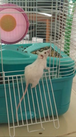 Est-ce que ma souris est enceinte ?