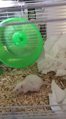 Dans combien de temps ma souris va t-elle mettre bas ?