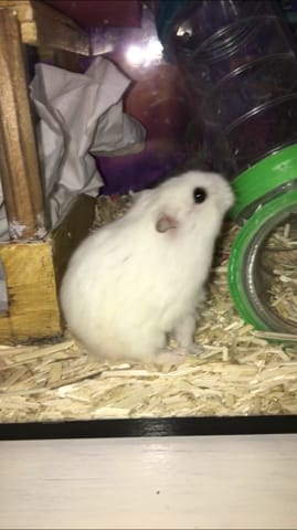 Hamster mâle ou femelle ?