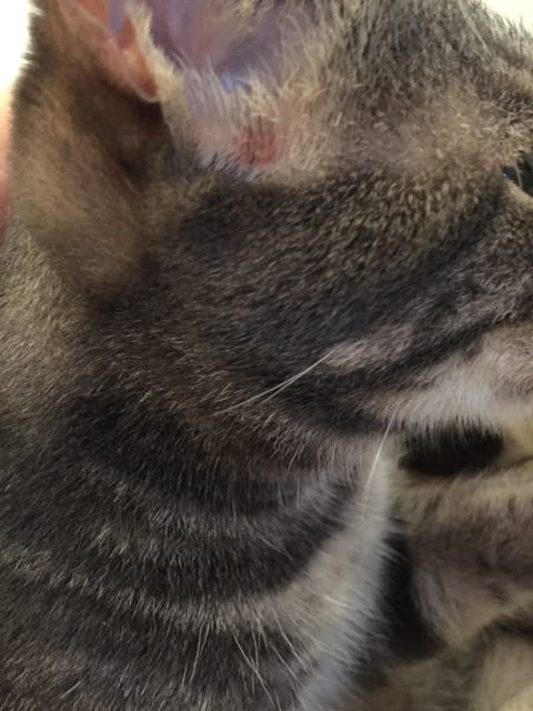 Plaques rouges sur mon chat