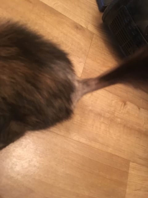 probleme de poil