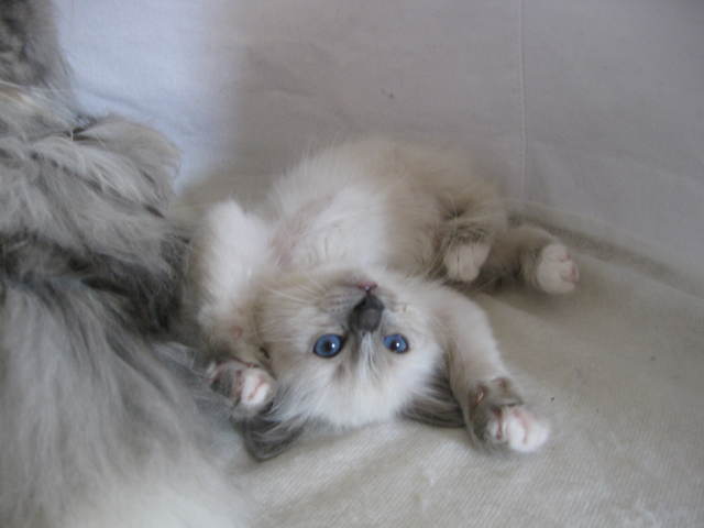 Recherche male birman loof pour saillie
