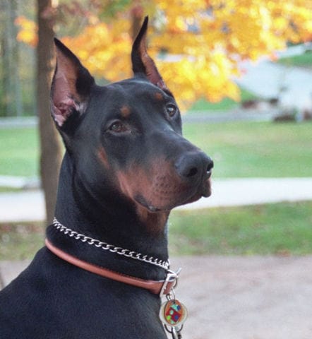 Questions:Oreilles du Dobermann?