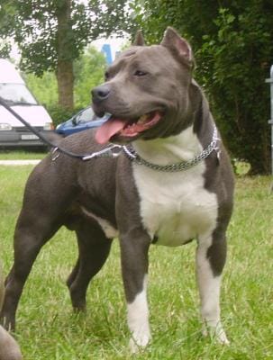 Cherche à adopter amstaff