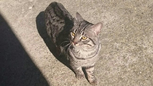 Selon vous ce chat est de quelle race ?